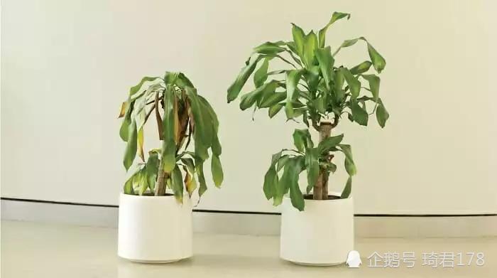 你知道吗?或许植物也有"意识"