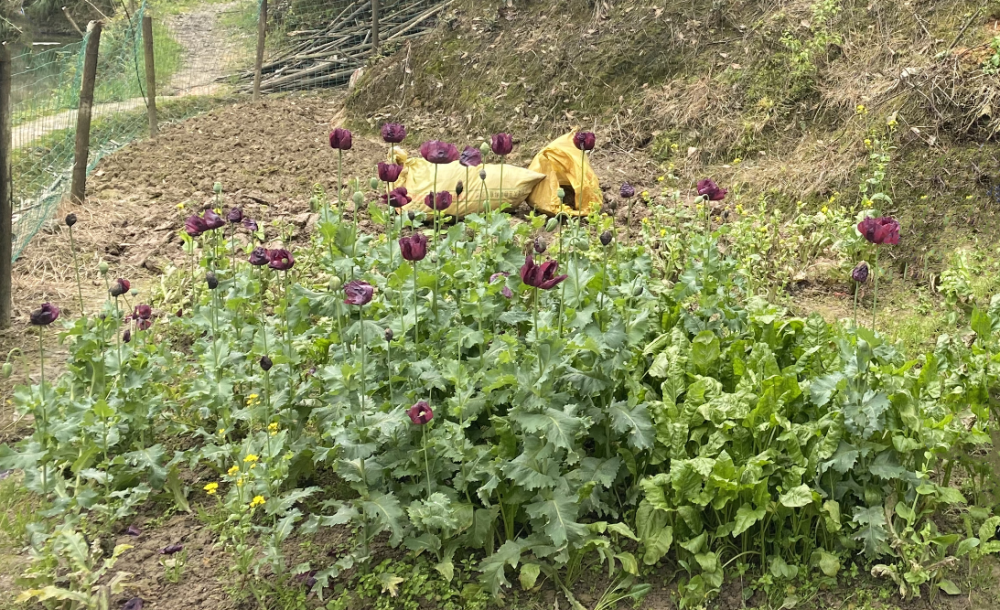 我只吃叶子怎么就违法了女子非法种植罂粟被拘留