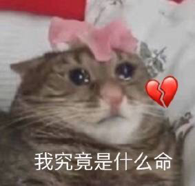 不看后悔!|独一无二的猫猫表情包 巨可爱