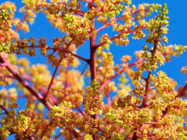 香花曲谱_夜香花(2)