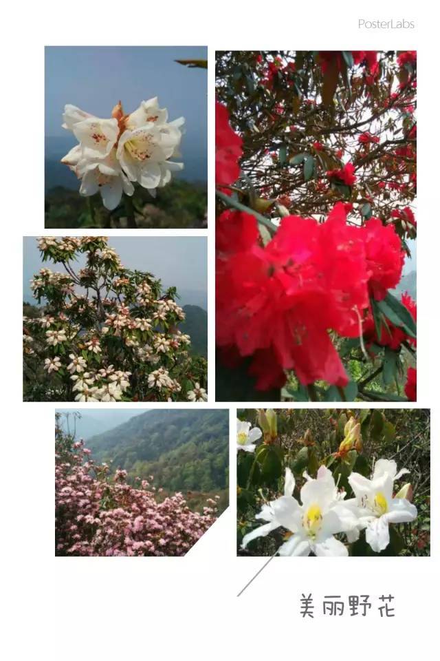 香花曲谱_结香花图片(2)