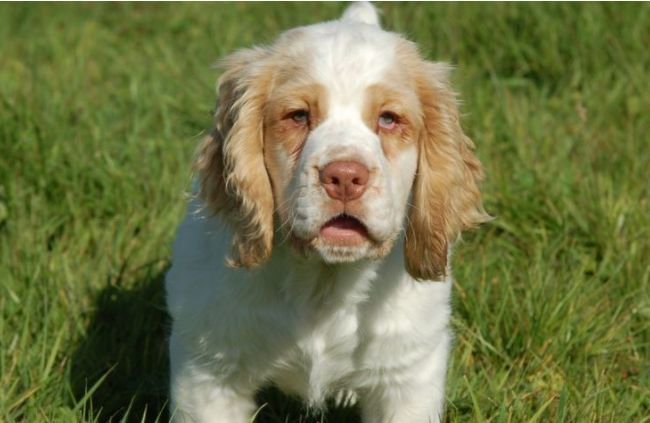 战犬,水犬,狼犬,产毛犬,盘点全球十大已经灭绝的狗
