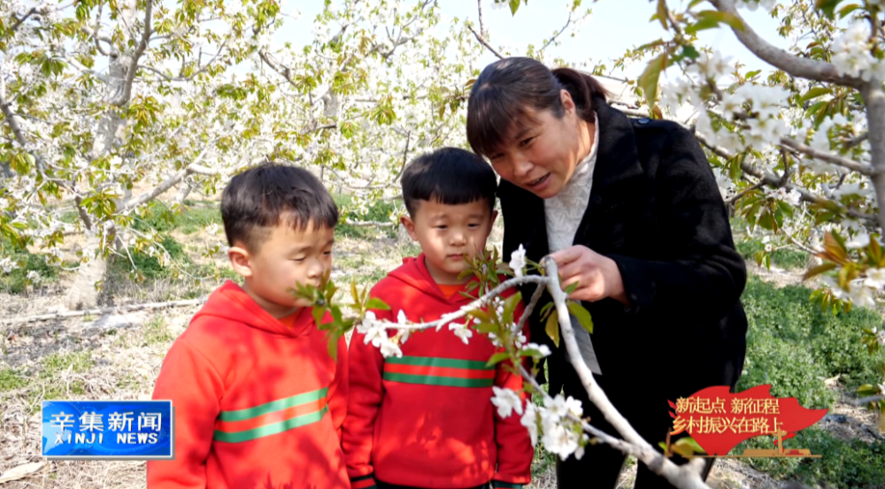 樱桃好吃树难栽简谱_樱桃小丸子头像(2)