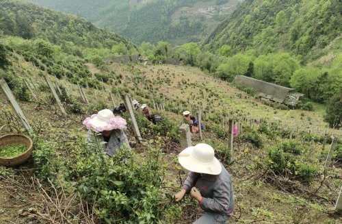 建始花坪茶叶鼓起了村民的钱袋子