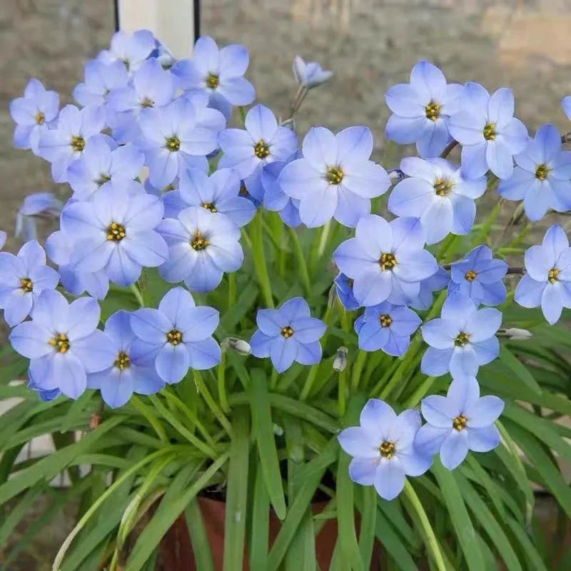 4月养风雨兰,记住这几个小技巧,开花多到爆,花繁色艳,漂亮极了!