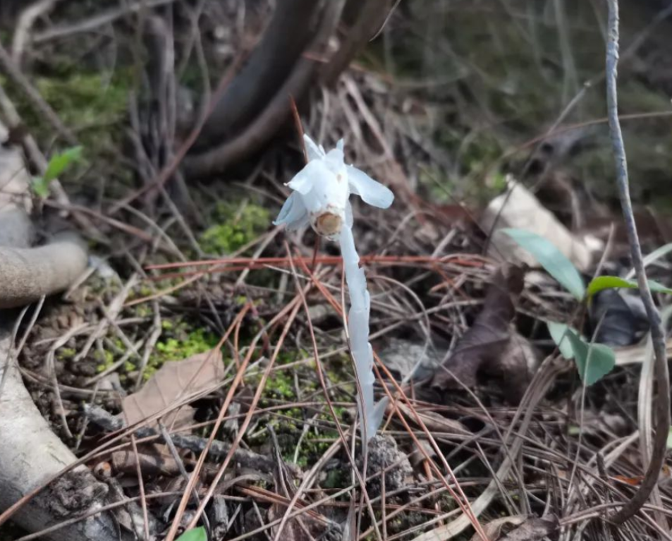 杭州发现罕见幽灵草,生长地飘忽不定,这是什么奇怪的植物?