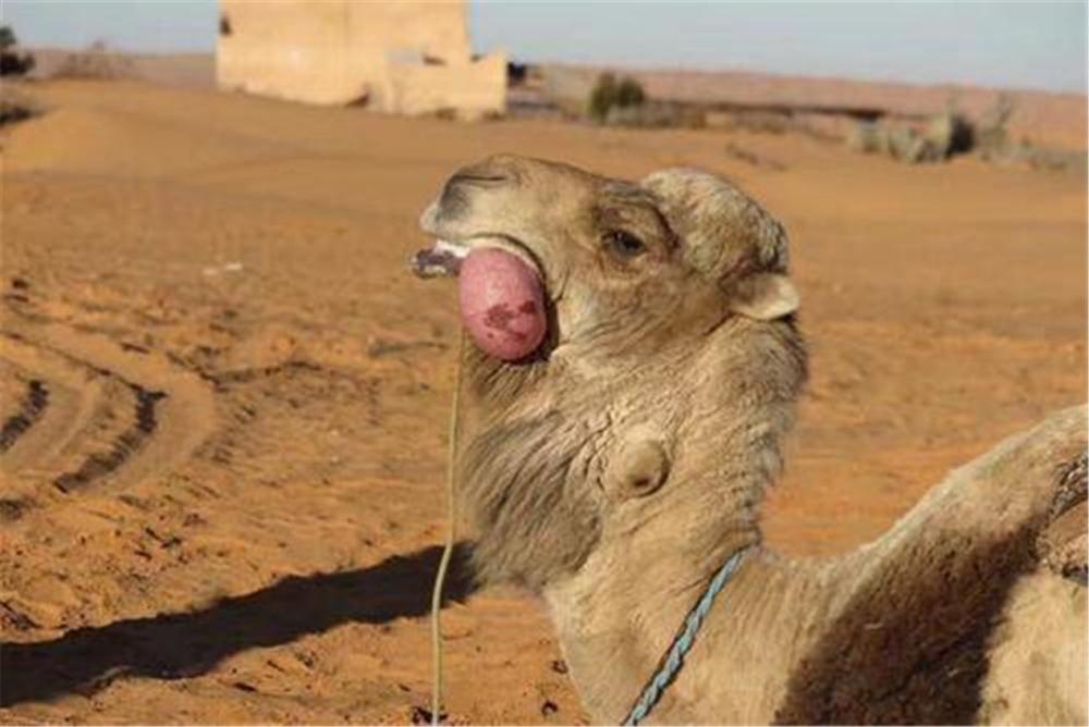只有雄性骆驼才会有"肉球",在交配季节,它们会往舌头里充气,使其膨胀