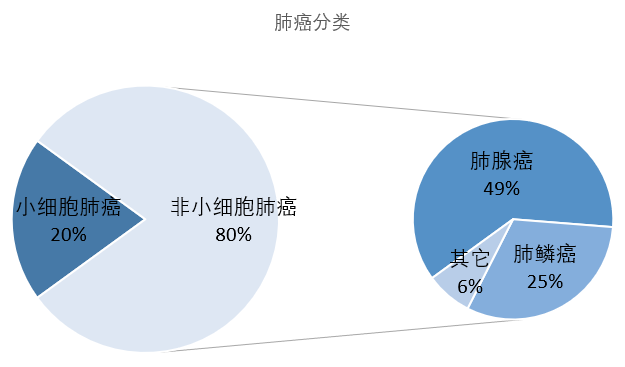 肺癌分类(图片来源:自做)肺癌中,靶向治疗临床主要集中在非小细胞肺癌