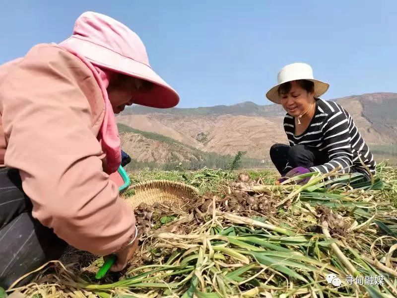 【要闻】寻甸:金源乡大蒜喜获丰收