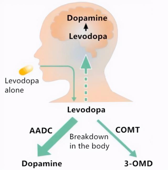 多巴和它的小伙伴们|恩他卡朋|卡比多巴|左旋多巴|帕金森病|多巴胺