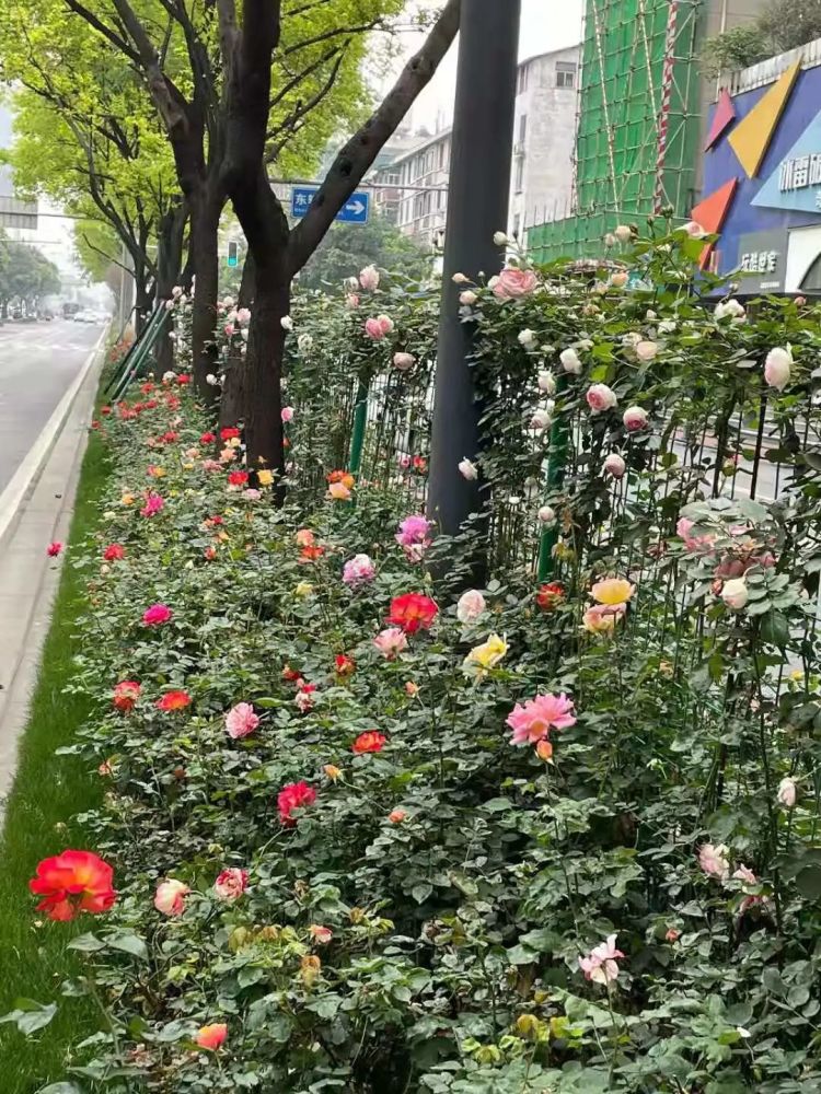 月季的绝美盛花期来啦!来看