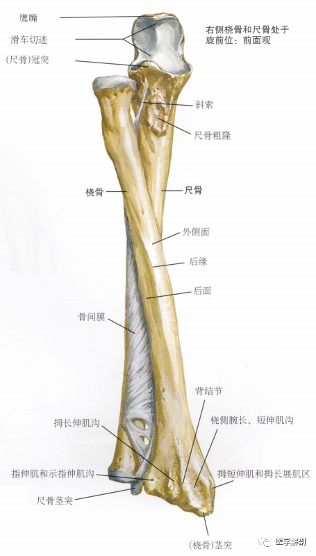 填图题|前臂骨|桡骨|前臂|尺骨