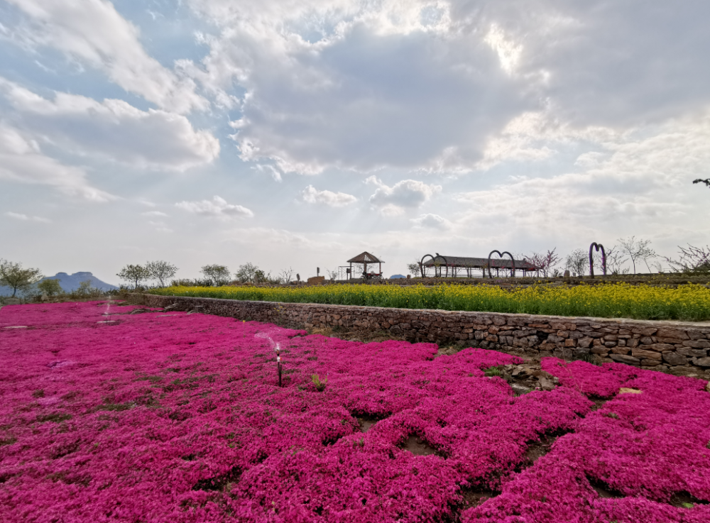 岱崮梯田花海请您来|花海世界过春天,不负春光不负春