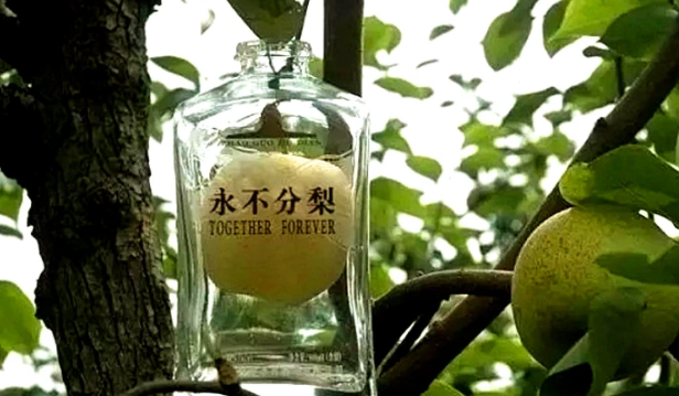 五粮液"永不分梨"酒,梨是怎样放进去的?老酒鬼:智商被