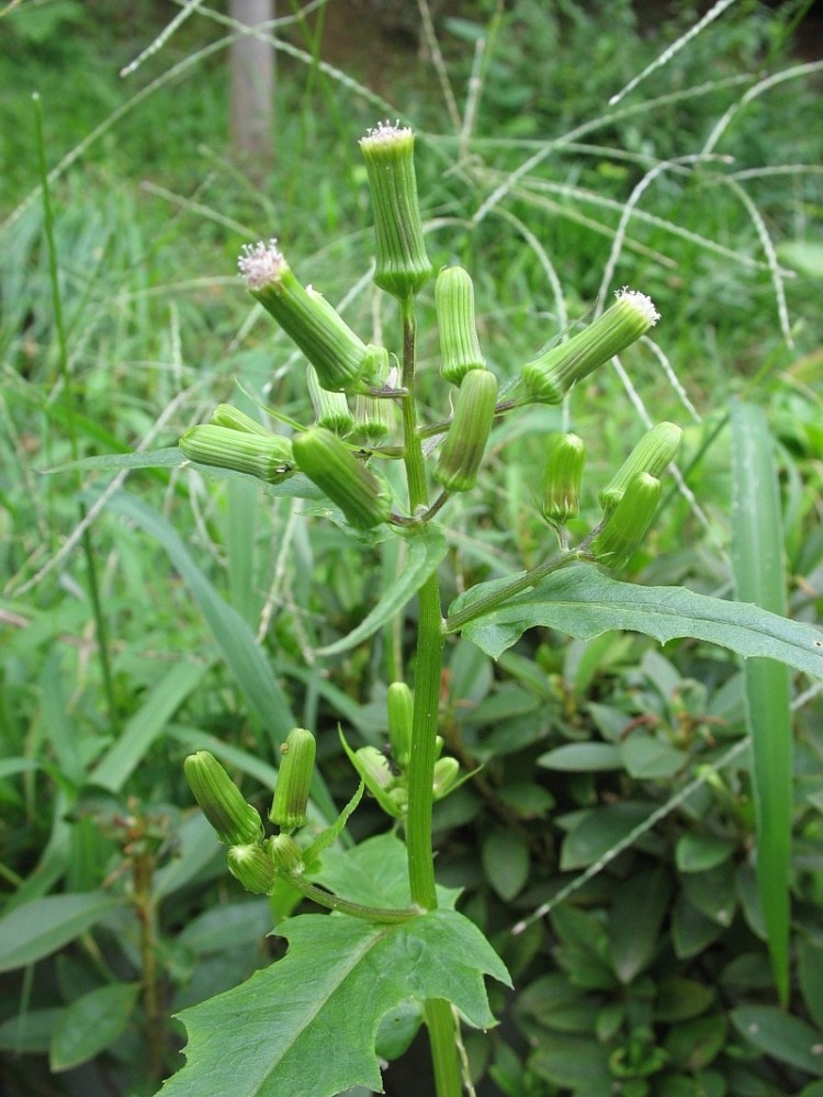 几种能吃的野菜,荒野求生或许有用