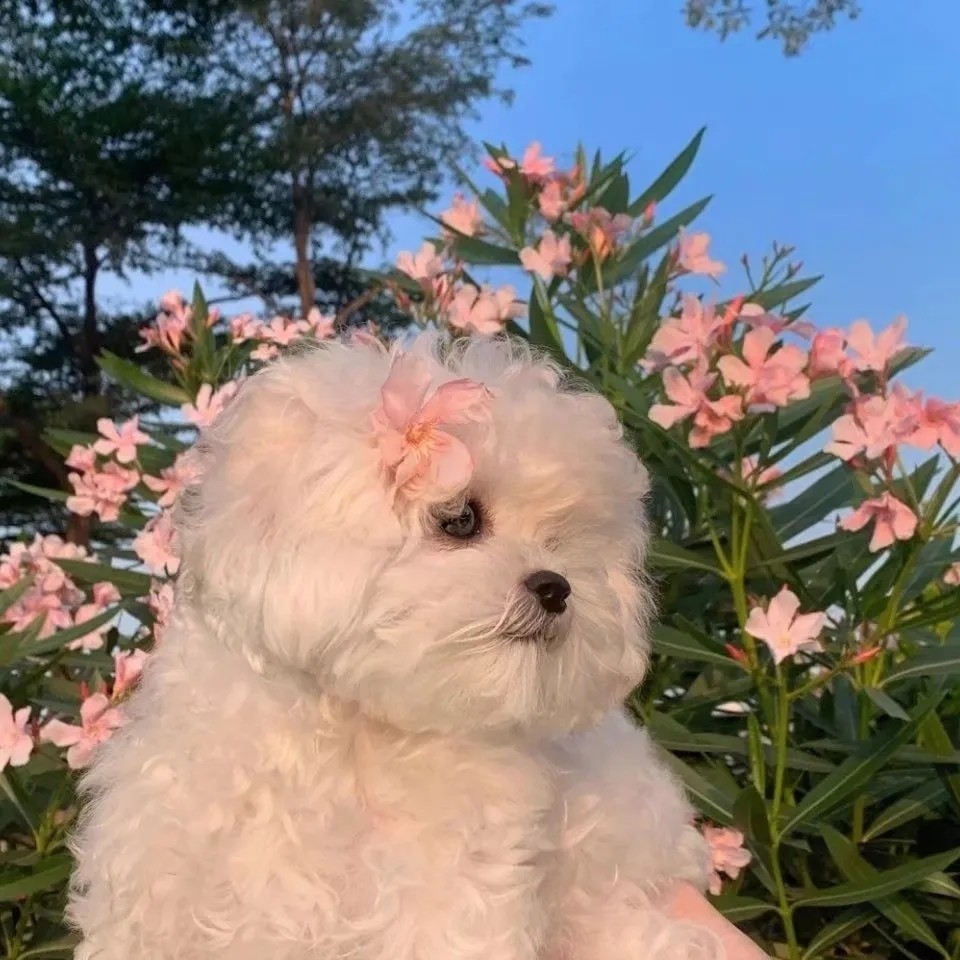 猫狗可爱闺蜜头像快收藏