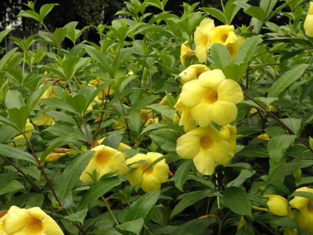 植物界也有"好男人花",在南方园林里很普遍的黄蝉花