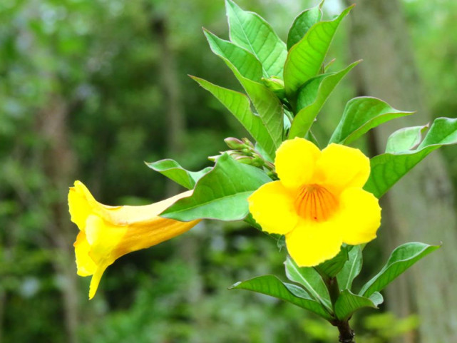 植物界也有"好男人花",在南方园林里很普遍的黄蝉花