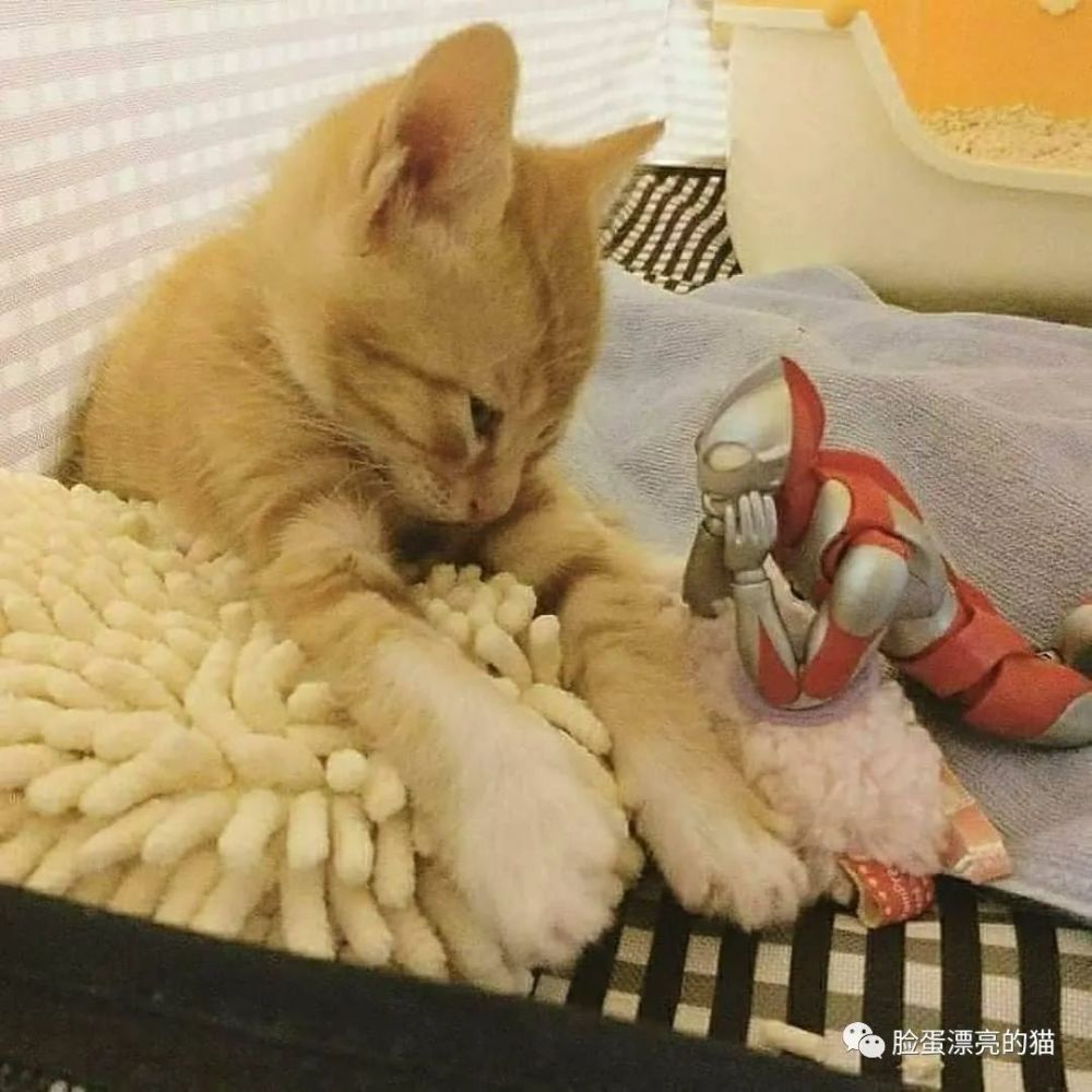 美图#陪伴#奥特曼和猫咪