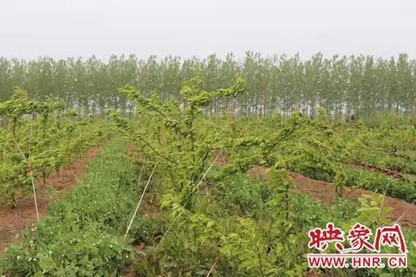 汝南县板店乡果农张国旗:返乡种植果树 助力乡村振兴