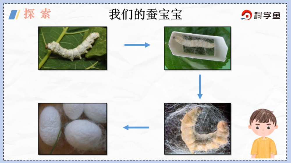 小阔说蚕宝宝变成蚕蛹之前, 身体缩短,并发黄透明, 缩在角落,头部