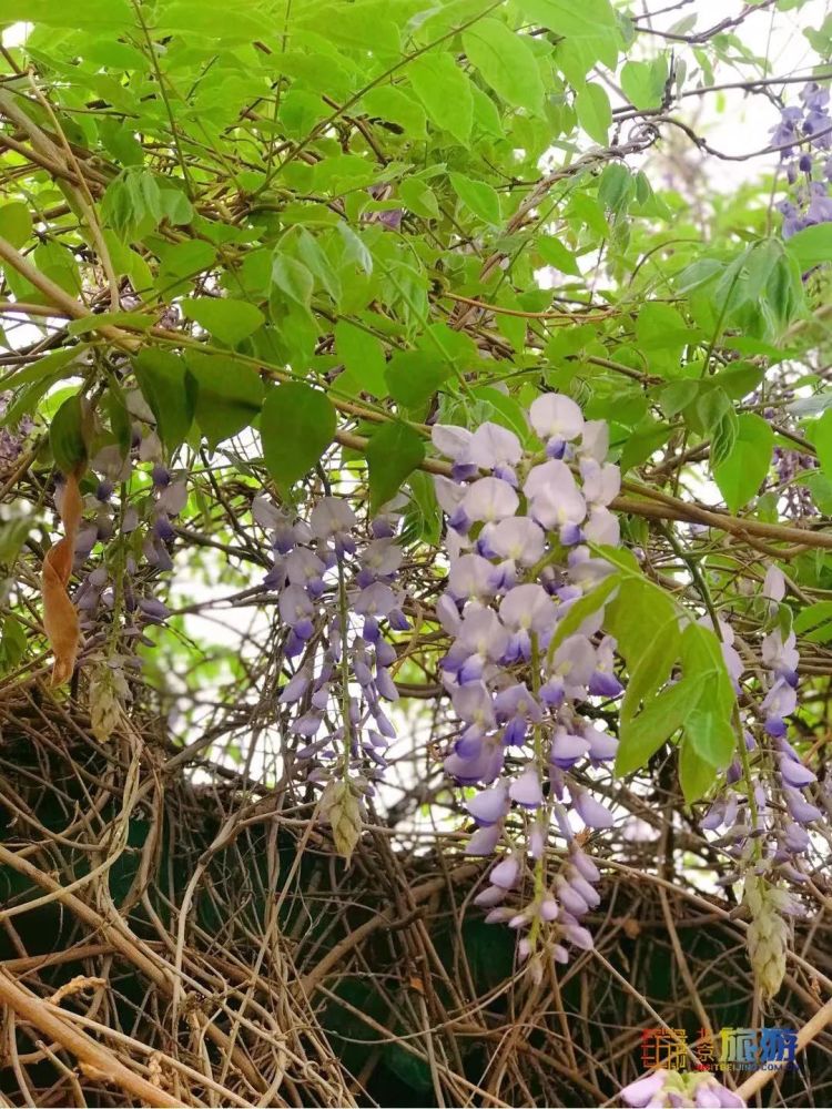 不用买票!解锁北京这个梦幻紫藤花海中的艺术馆,他的作品家喻户晓