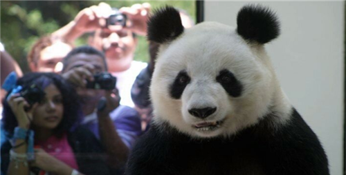 世界上唯一不属于中国的2只大熊猫,永远无法回到家乡