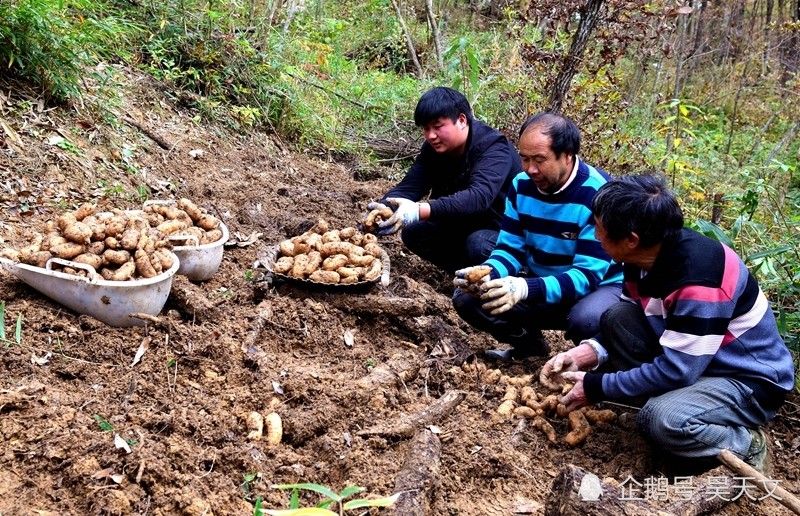 陕南80后小伙11年培育出优质乌天麻 鼓起了村民的"钱袋子"