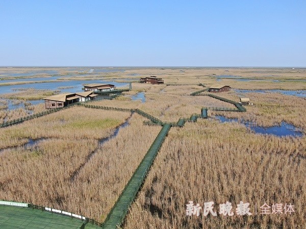 崇明东滩"智斗"互花米草 保护湿地生态