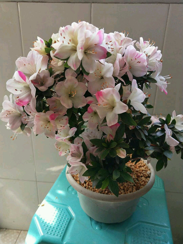 1种特别美的"杜鹃花",适合盆栽,注意此3点,一年花开半年多