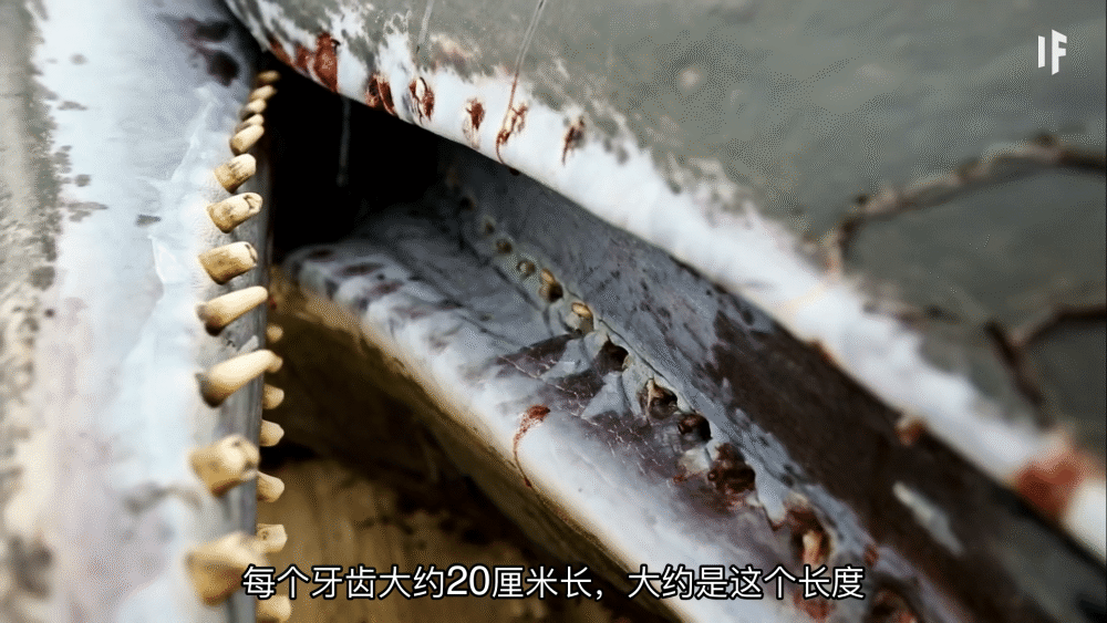 不会吧,被鲸鱼吃进肚子里还可以活下来?