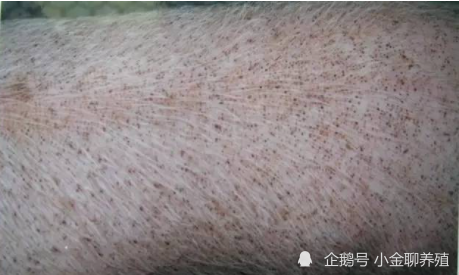 母猪背上有铁锈色出血点,母猪背上有铁锈什么病?可能是这三点