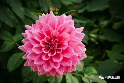 每日识花:大丽花