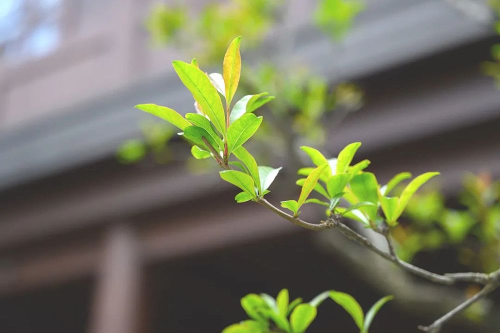 玉佛春景丨已识乾坤大犹怜草木青