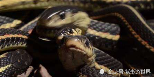 梦见被蛇追后来又被我抓了起来，梦境背后的深层含义与解析