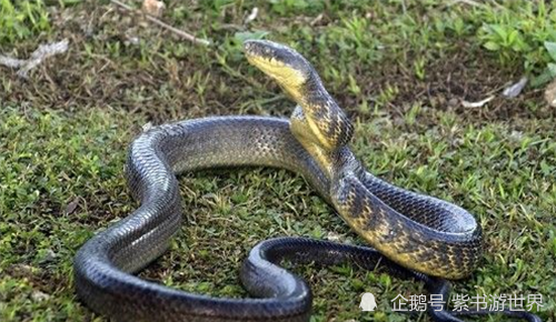 最近老是梦到自己被三条蛇给咬到了，这是否预示着什么？