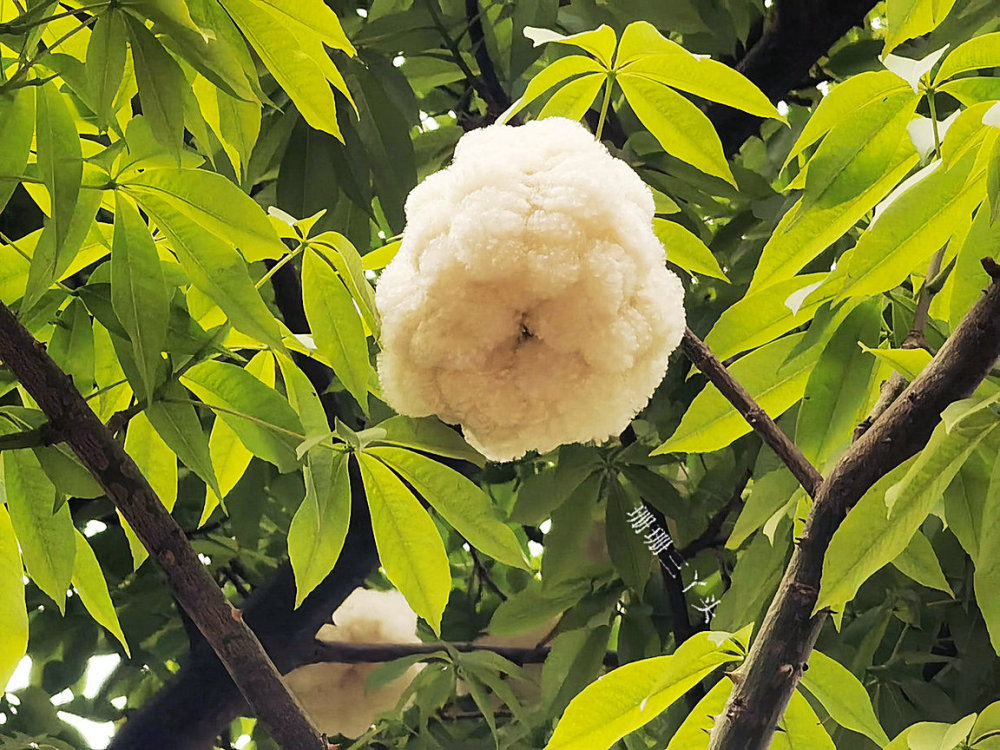 广州街头遇见一种树开满雪白棉花糖是开花还是结果