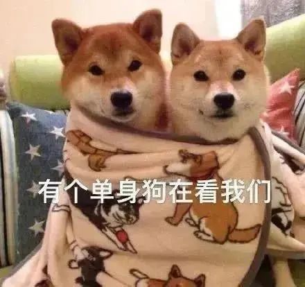 沙雕熊猫头:有个单身狗在看我们
