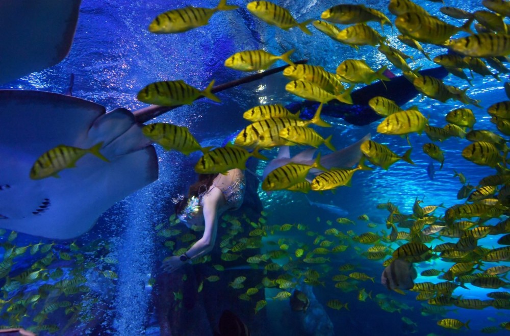 太平洋海底世界博览馆推出"黄金风暴"群鱼秀