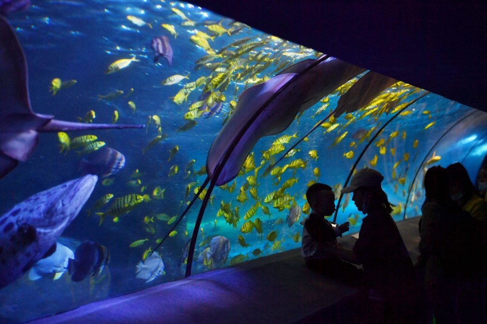 太平洋海底世界博览馆推出"黄金风暴"群鱼秀