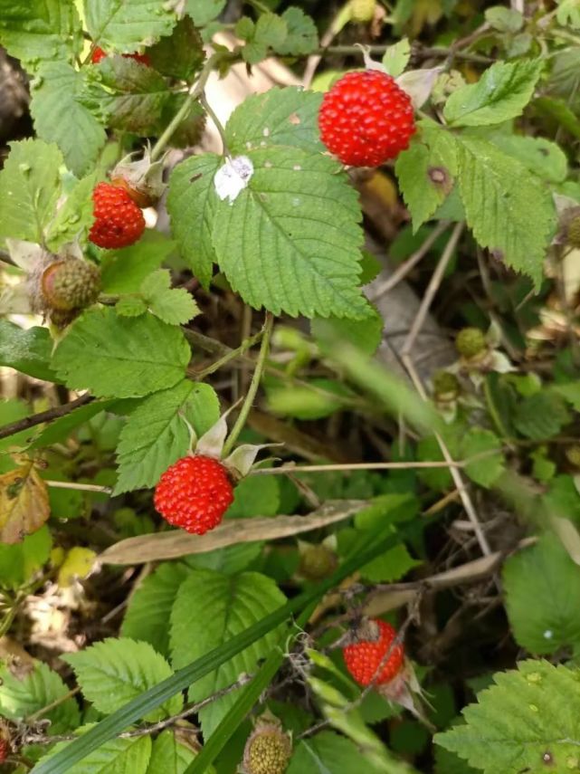 野草莓也属于草本植物,又叫森林草莓,它是由很多的红色小颗粒组成的一