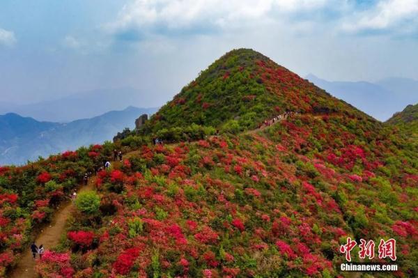 江西丰城:升华山上杜鹃花正艳