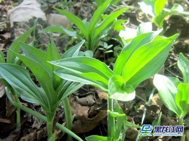 山糜子(无毒)