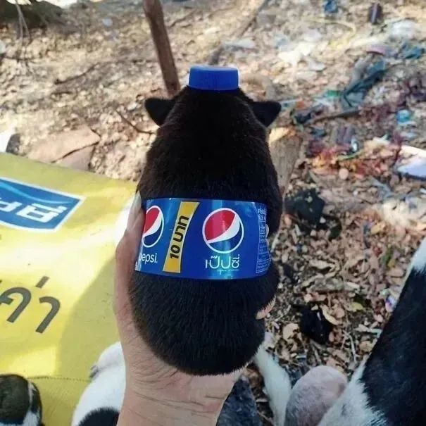 小奶狗牌百事可乐