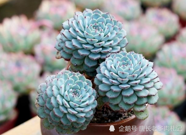 蓝石莲的基因,所以它的叶片颜色不仅偏蓝,同时还是姬莲系多肉中的大块