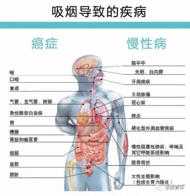 吸烟对人体的危害_减少吸烟危害_分公司设立减少吸烟