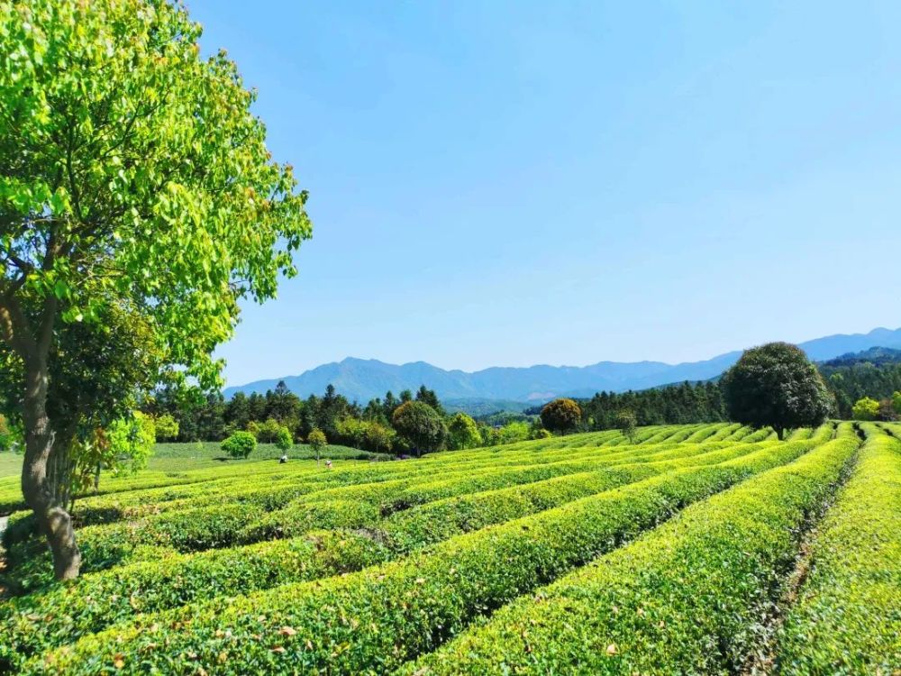 闽北美景|邵武:春风有路入茶山,带你用眼睛一览"茶香"青山