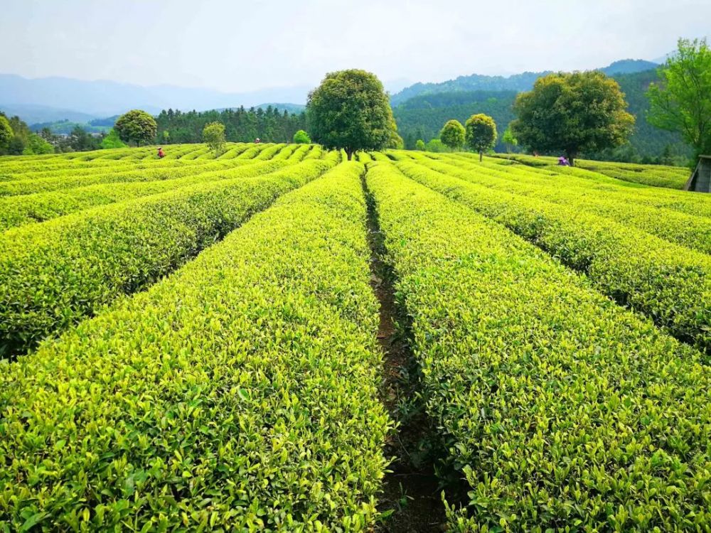 闽北美景|邵武:春风有路入茶山,带你用眼睛一览"茶香"青山