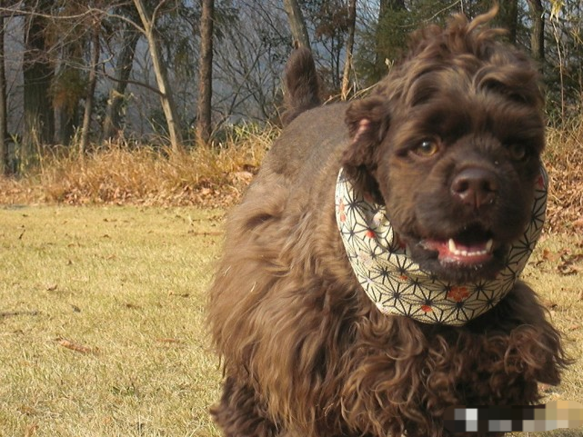 美国境内,斗犬比特已经过时,一种羊头狗身的猛犬,已成