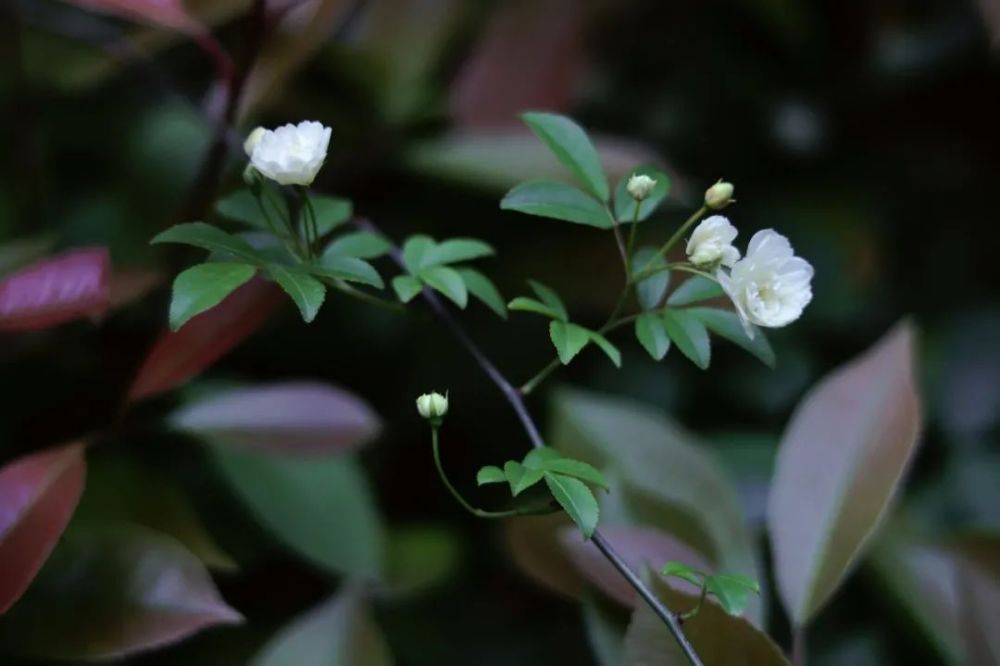 连云港这一朵朵洗尽铅华的白花,拉住了春天离去的脚步